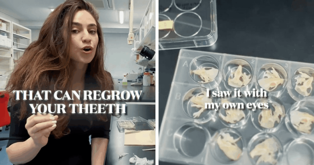 Tooth regeneration technology could transform dental care within the next decade, potentially eliminating the need for implants and dentures. This breakthrough represents a shift toward regenerative medicine becoming mainstream, raising questions about extending human tissue functionality and disrup