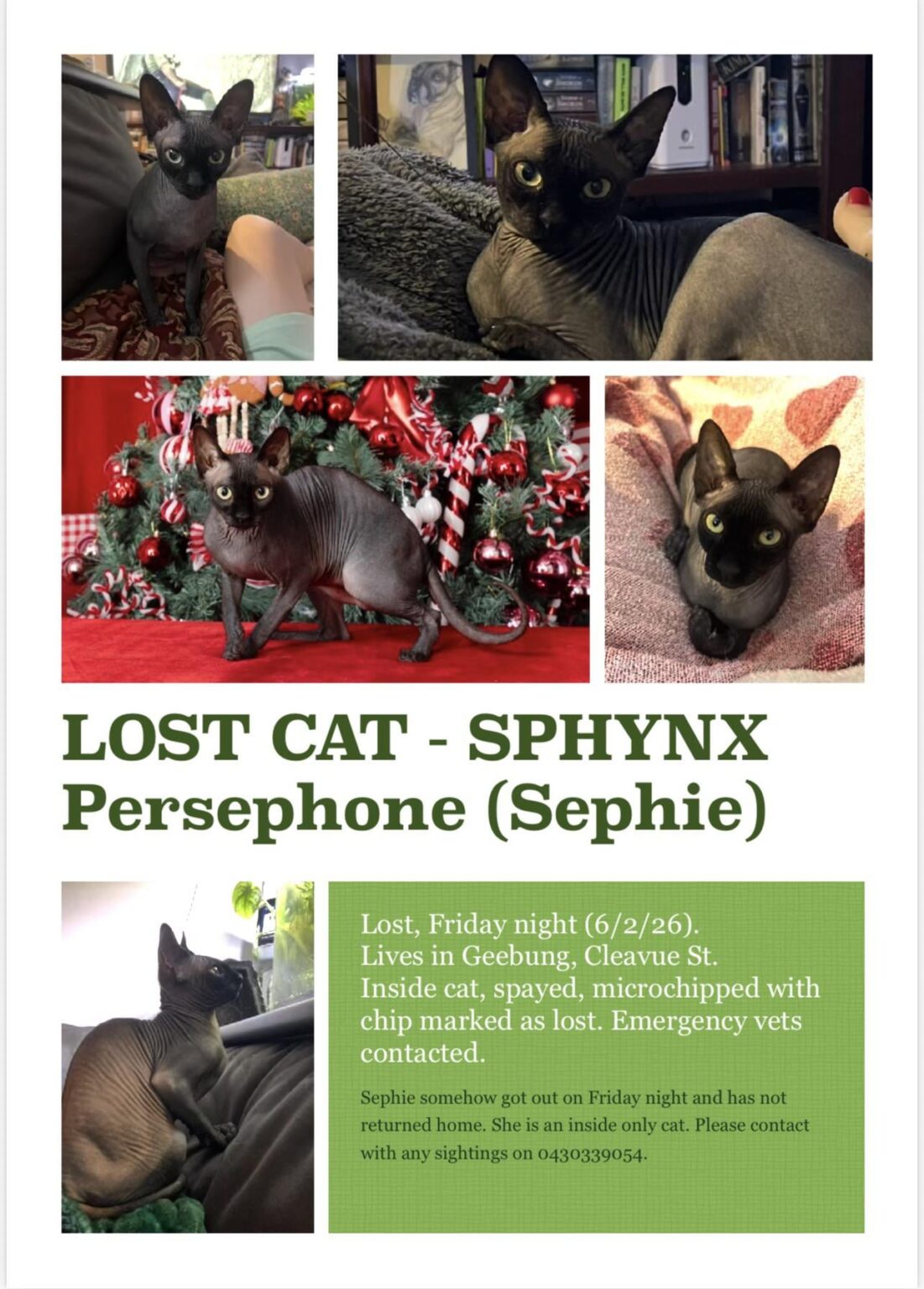 Lost cat, Geebung, reward offered