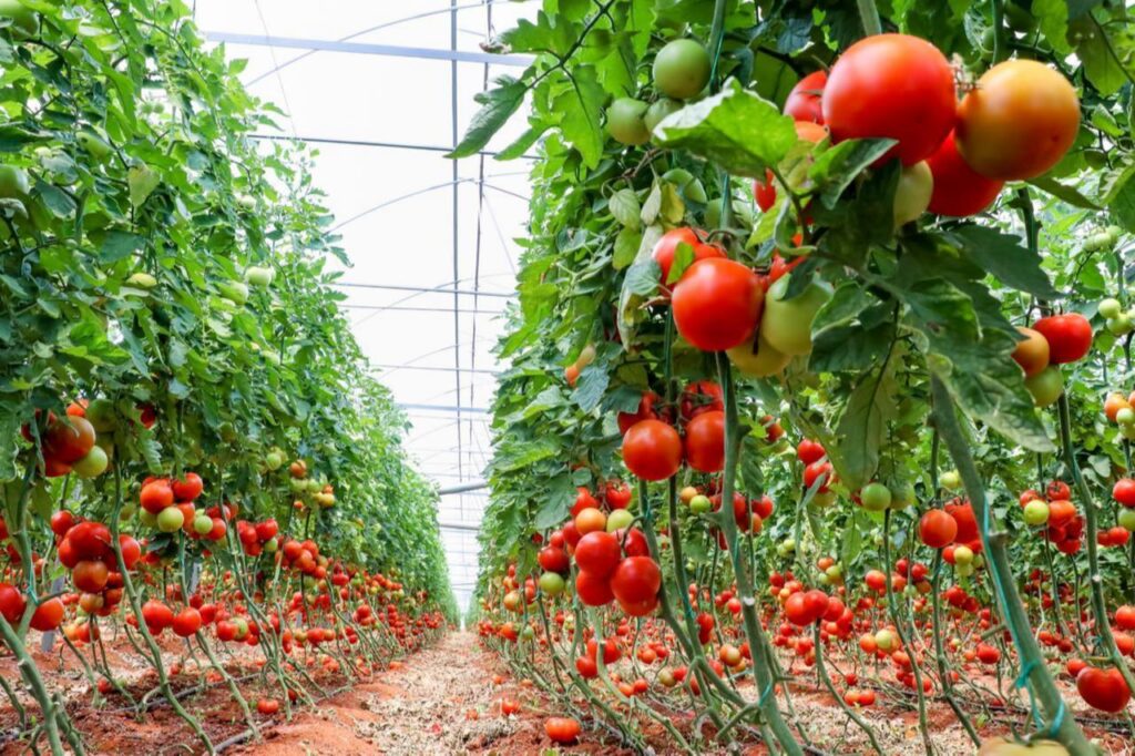 A view inside a tomato greenhouse in Türkiye. (Adobe Stock Photo)