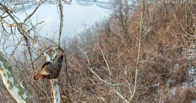 Video shows wild turkey visiting bald eagle nest in Pittsburgh