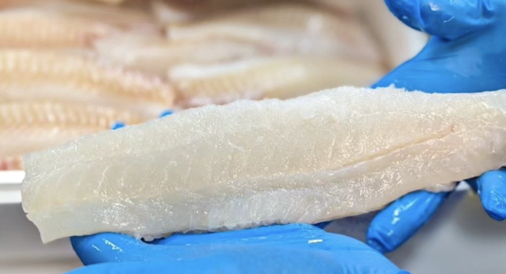 Iceland’s whitefish auction starts to feel pinch of international cod price squeeze Iceland's cod auction stabilizes as haddock prices fall in strong week of landings