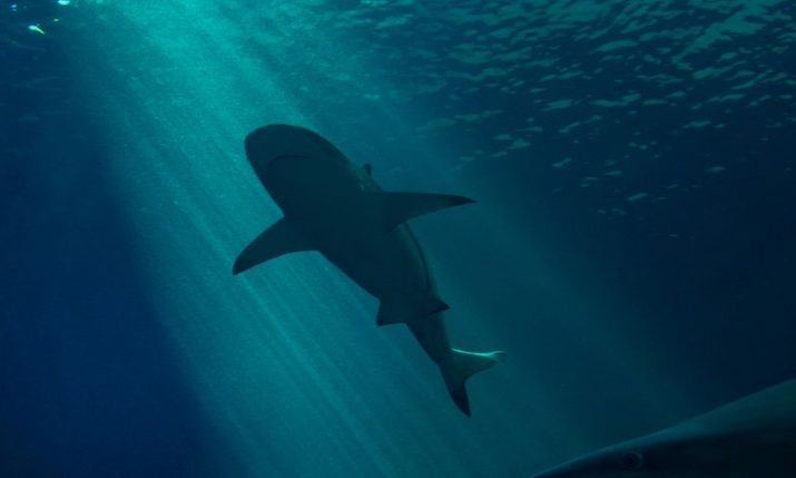 World’s second-largest shark sighted near Croatian island of Cres