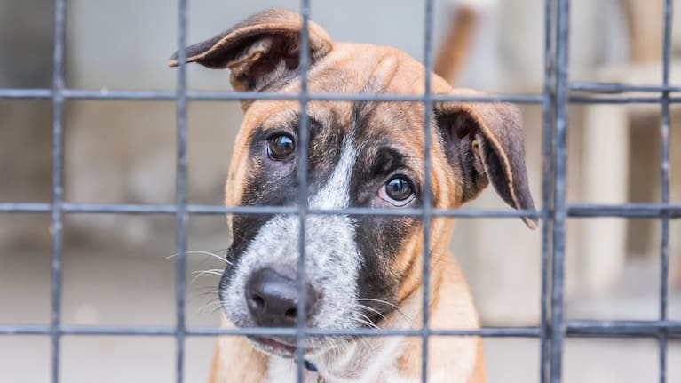 Dog looking through wire fence (file image).