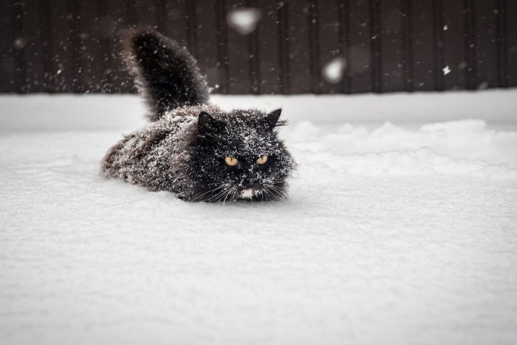 Buying pets in Russia, Belarus unsafe, says Latvian authority / Article Buying pets in Russia, Belarus unsafe, says Latvian authority / Article