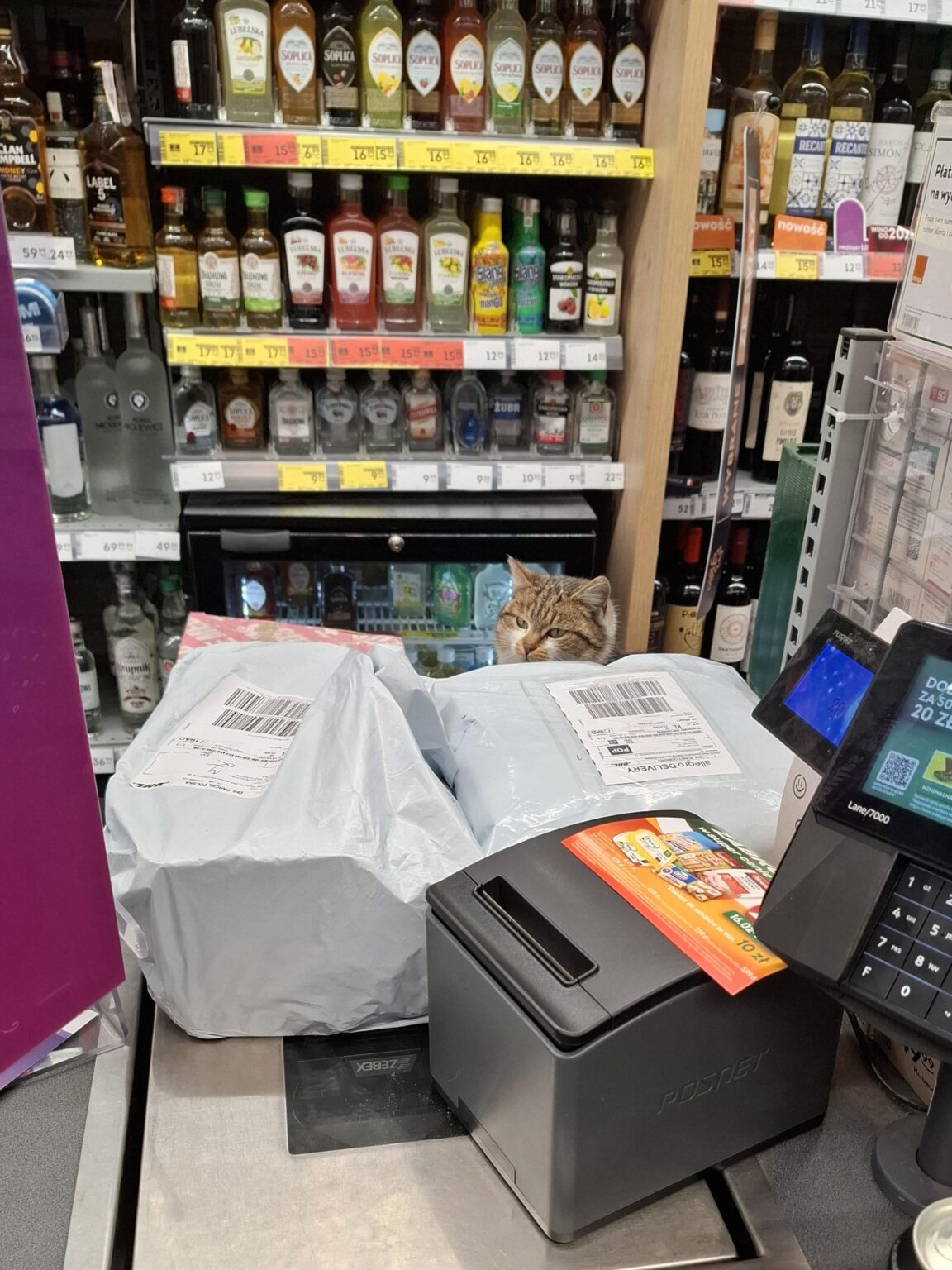 My favorite cashier in frog 😺 ♥️