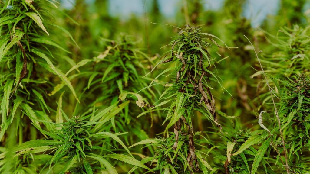 Record Marijuana Busts Spark Political Rows in North Macedonia, Serbia