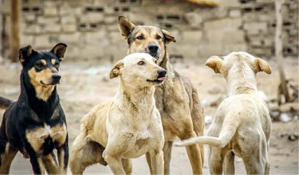 Agriculture Ministry official denies claims of 50 million dogs in Egypt Rising reports of animal bites in Egypt raises concerns