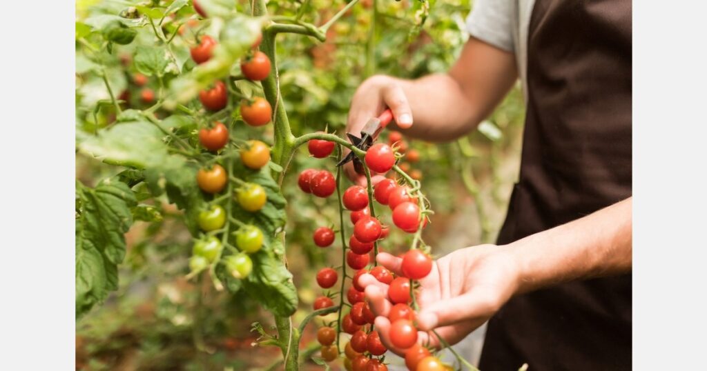 Romanian tomato grower to halve costs by installing own cogeneration units • EastFruit