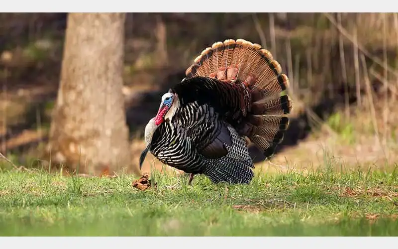 Apply Now for Arkansas Spring Turkey Hunt Permits Before February 15 Deadline