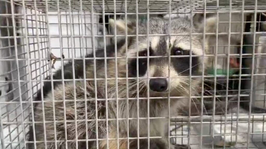 The Florida Department of Health-Osceola recommends that residents and visitors avoid wild animals such as raccoons. (Spectrum News)