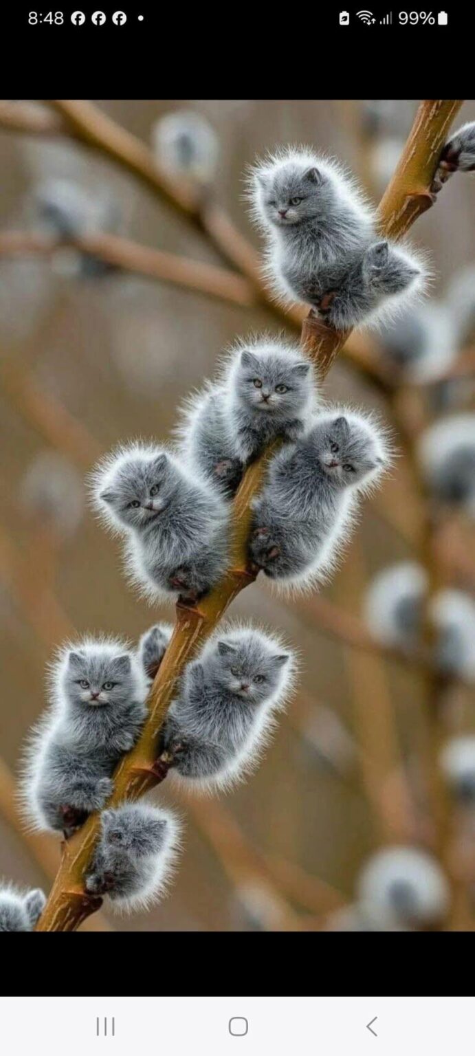 Pov: how do you imagine a kitty plant when you're 5