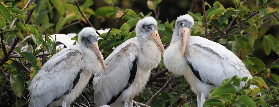 Climate Change is Aiding Wood Stork Rebound, Interior Says