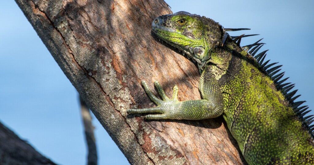 Over 5,000 invasive green iguanas are removed from Florida ecosystems