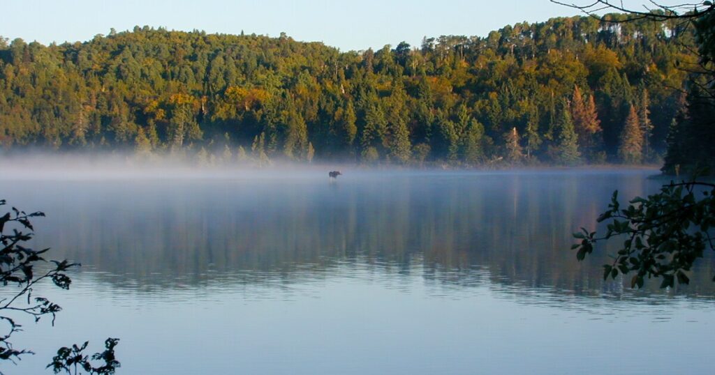 Plan to clear-cut in UP national forest raises concerns among environmentalists