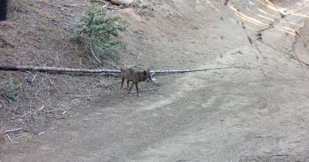 A wolf came to L.A. looking for love. On Valentine's Day, she's moved on