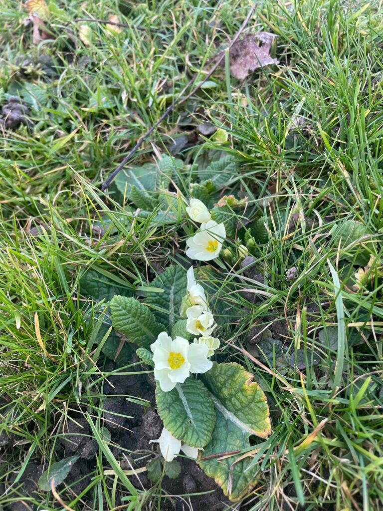 Spring
