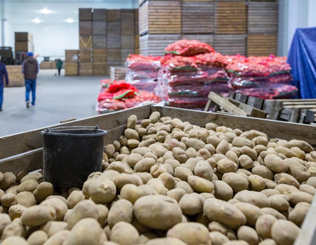 Agricultural company gives away 4,000 tons of potatoes: Great action or destruction of the market?