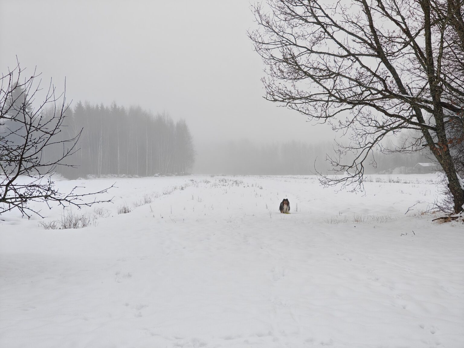 Finnish late winter