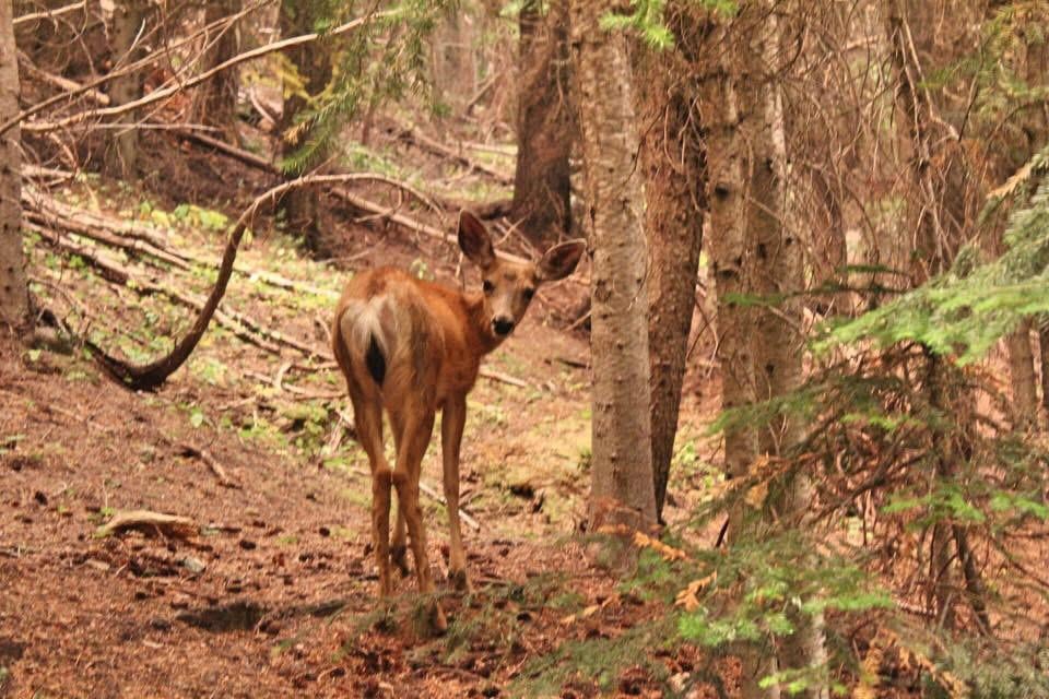 We had walked up to a forest fire and then were hiking out. This little lady was walking ahead of us on the trail and kept checking back on us