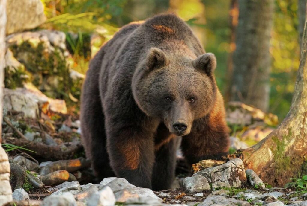 Slovenia has the densest population of brown bears in the world. More than 1100 bears live in a country the size of Wales or New Jersey