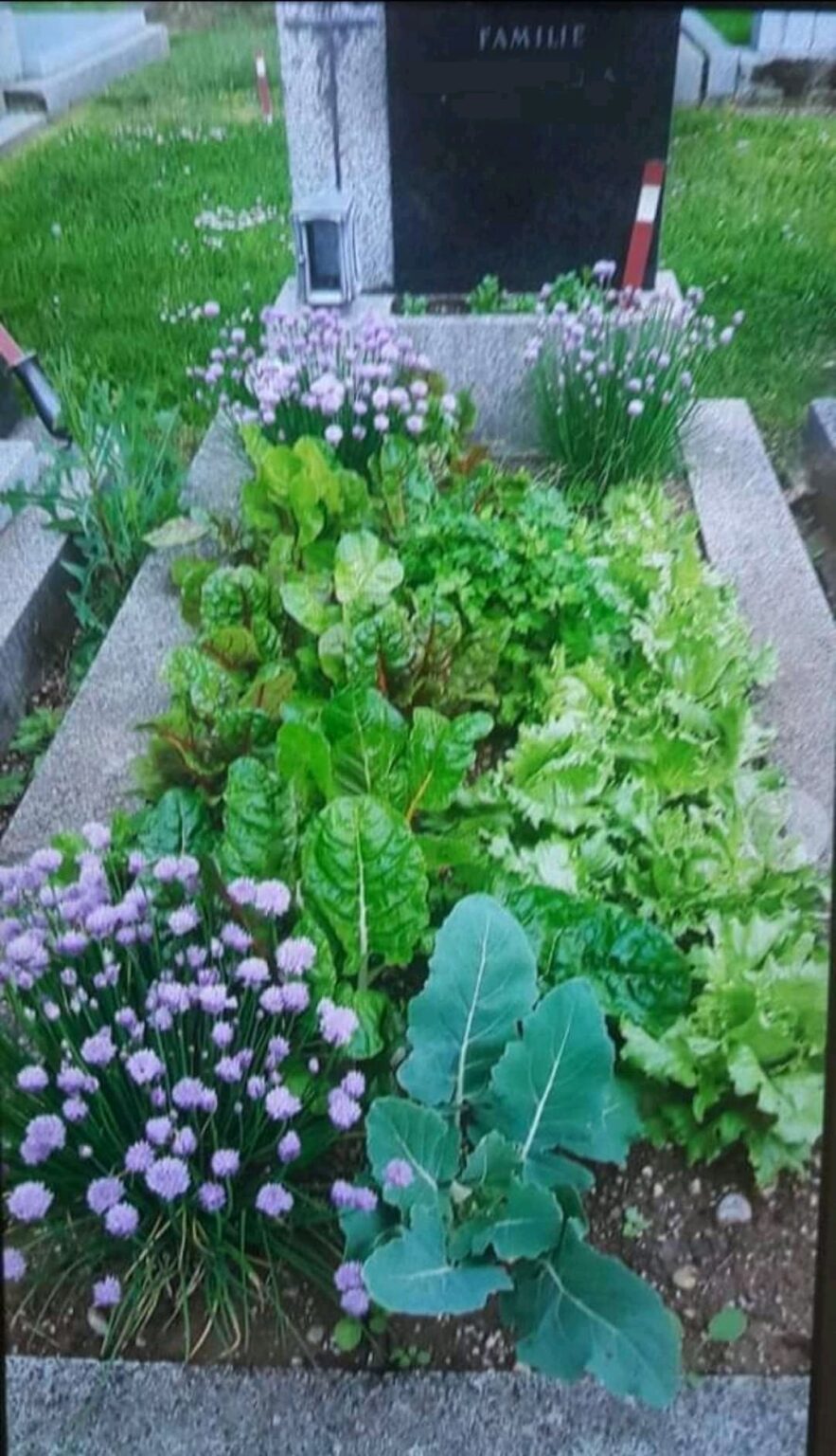 Does any law prohibit, if I have a rented grave, to grow tomatoes on it?