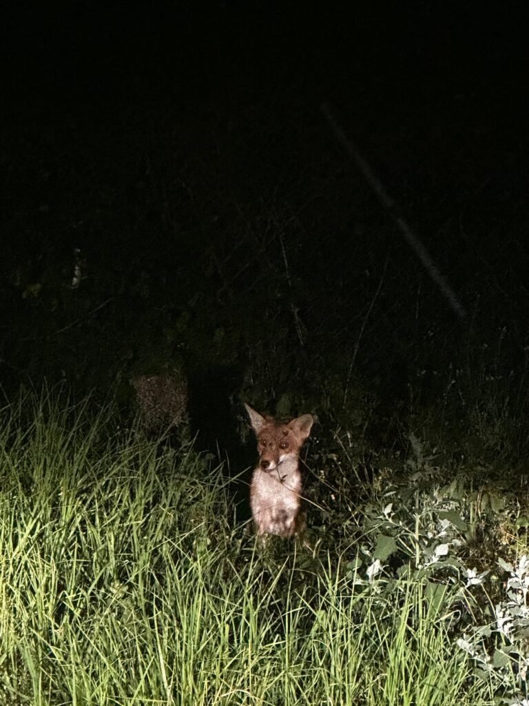 Is this a fox i spotted in Granville ?