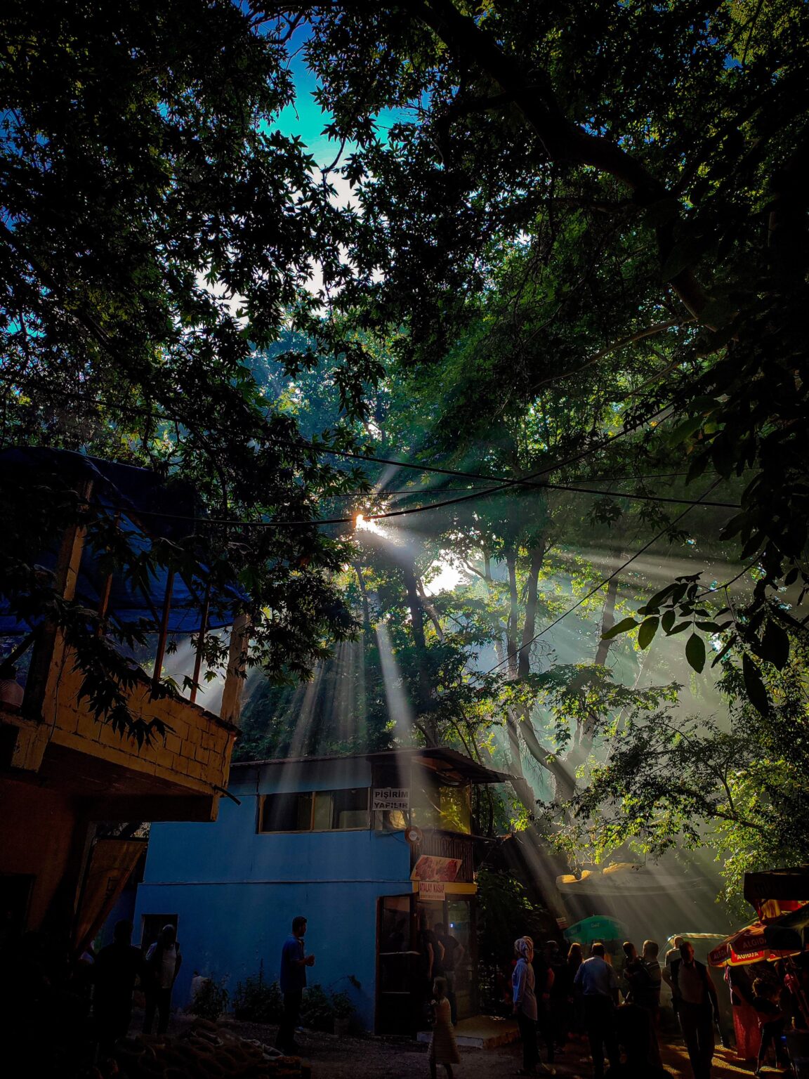 The sunbeams calling through the trees