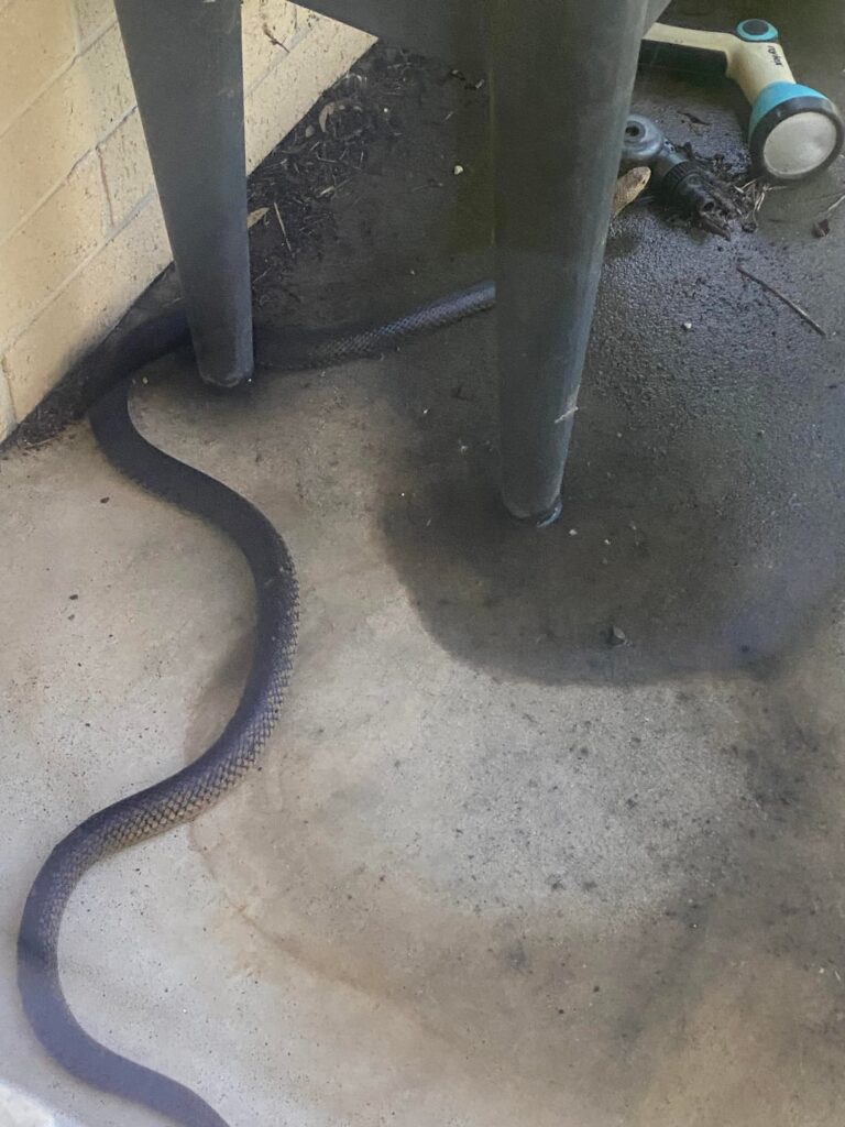 Snake ID