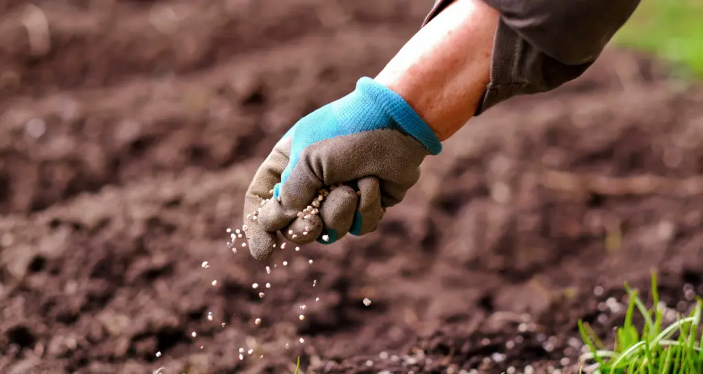 Senior woman applying fertilizer plant food to soil for vegetable and flower garden