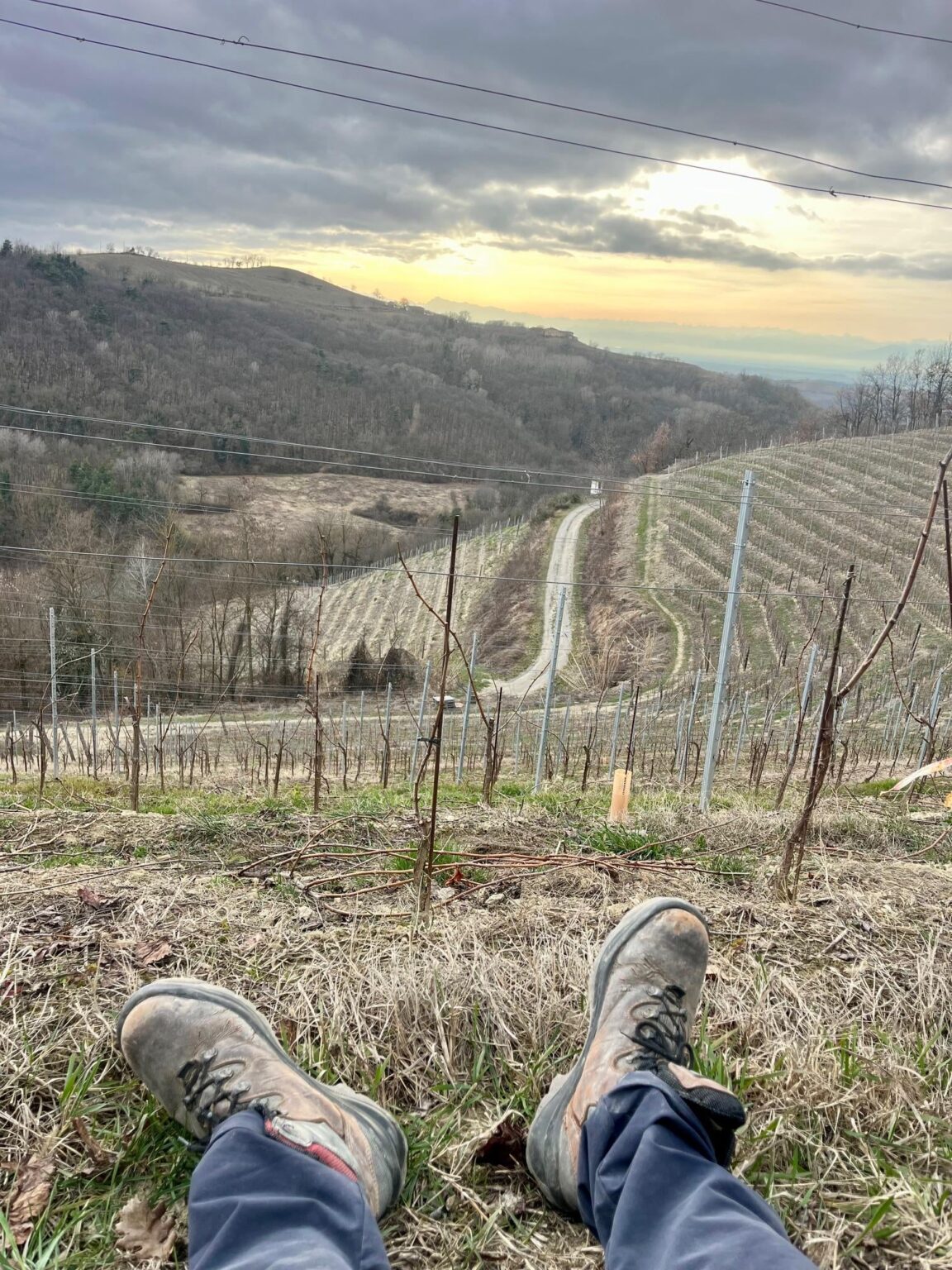Resting after the pruning in Alta Langa, Piedmont, Italy