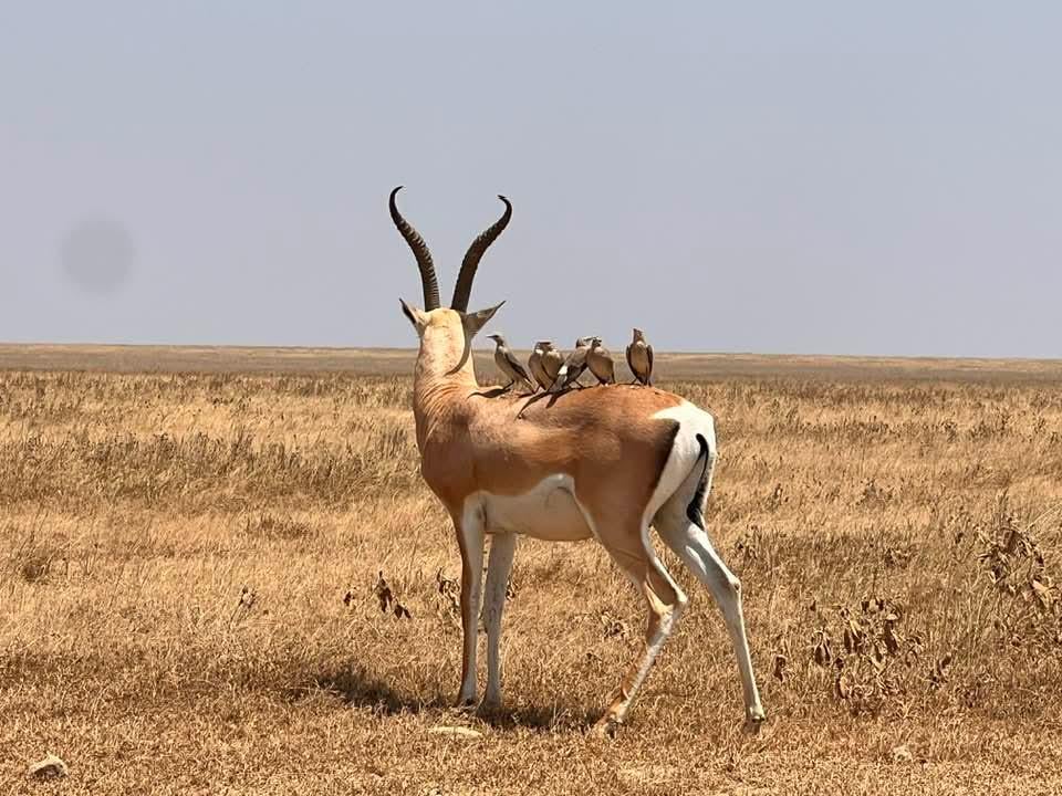 “Nature’s teamwork in action: oxpeckers riding on a gazelle’s back in Serengeti National Park”