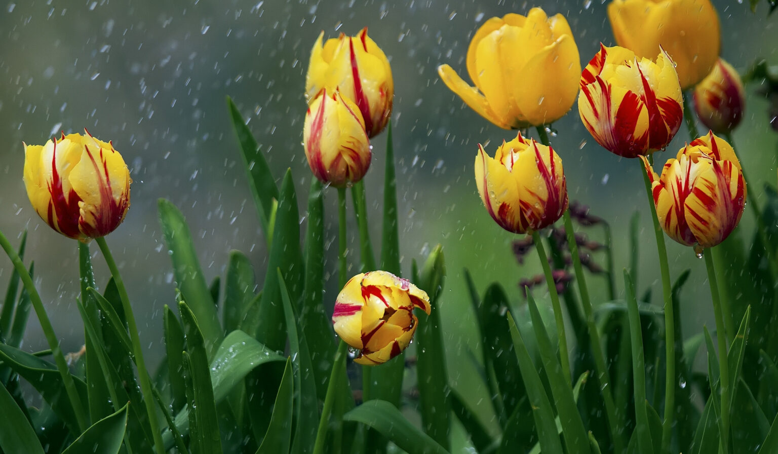 The first thunderstorms of spring. Surenyan The first thunderstorms of spring. Surenyan