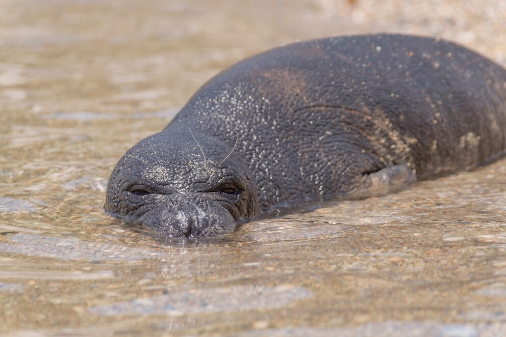 Monk Seals in Greece Increasingly Threatened by Tourism