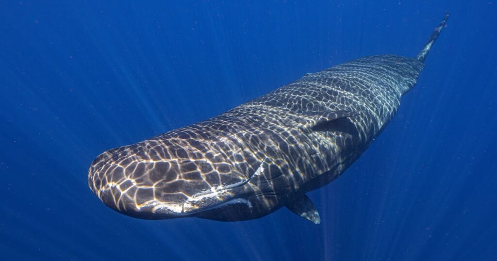 Scientists captured female sperm whales on video working together during a birth to protect the calf :: WRAL.com