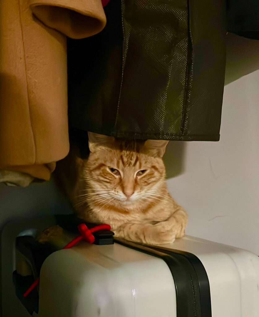Melbourne, meet Wedgie, my quirky foster kitty looking for his forever home!
