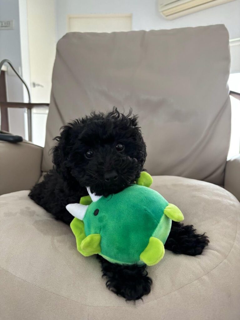 UPDATE on Stolen Puppy: Dora is home safe!