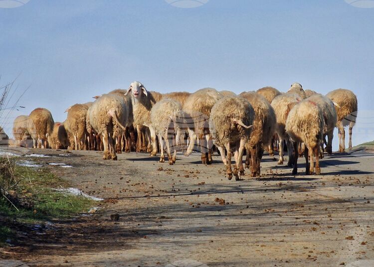 Bulgarian Food Safety Agency Launches Border Checks Amid Foot-and-Mouth Disease in Cyprus, Sheep Pox in Greece