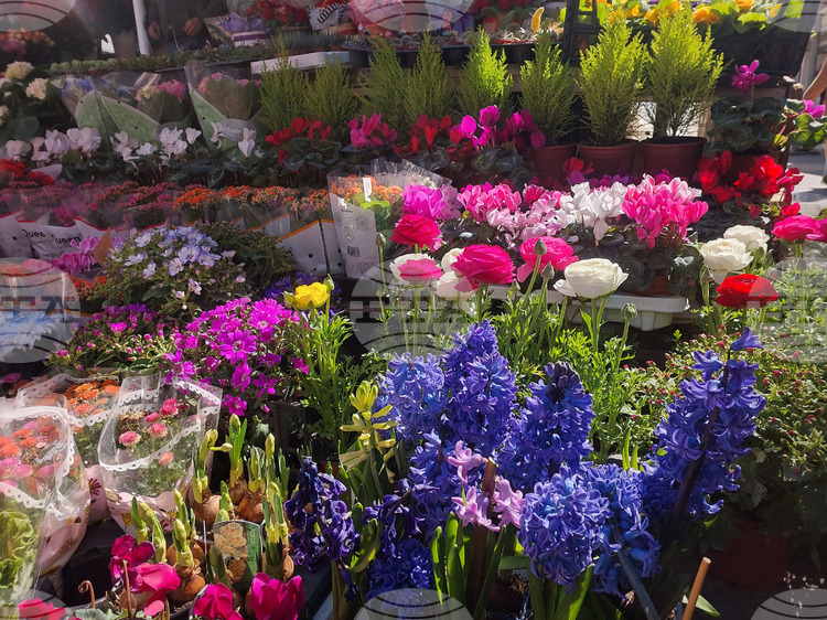 Antalya Exports 80 Mln Flowers for March 8 to 35 Countries, Bulgaria Among Top Five Destinations