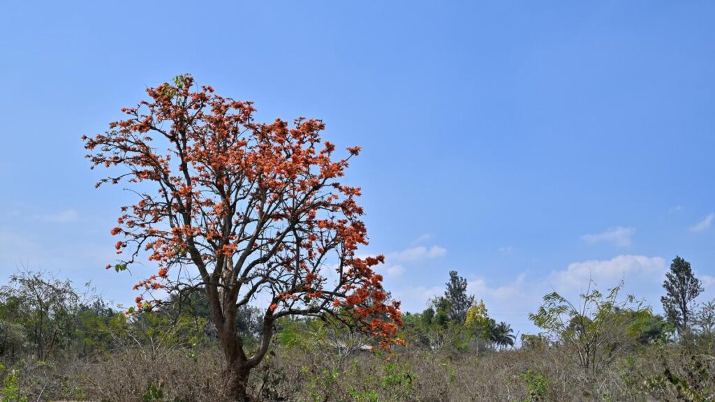 What is the state of the environment in India? | Explained | Environment News