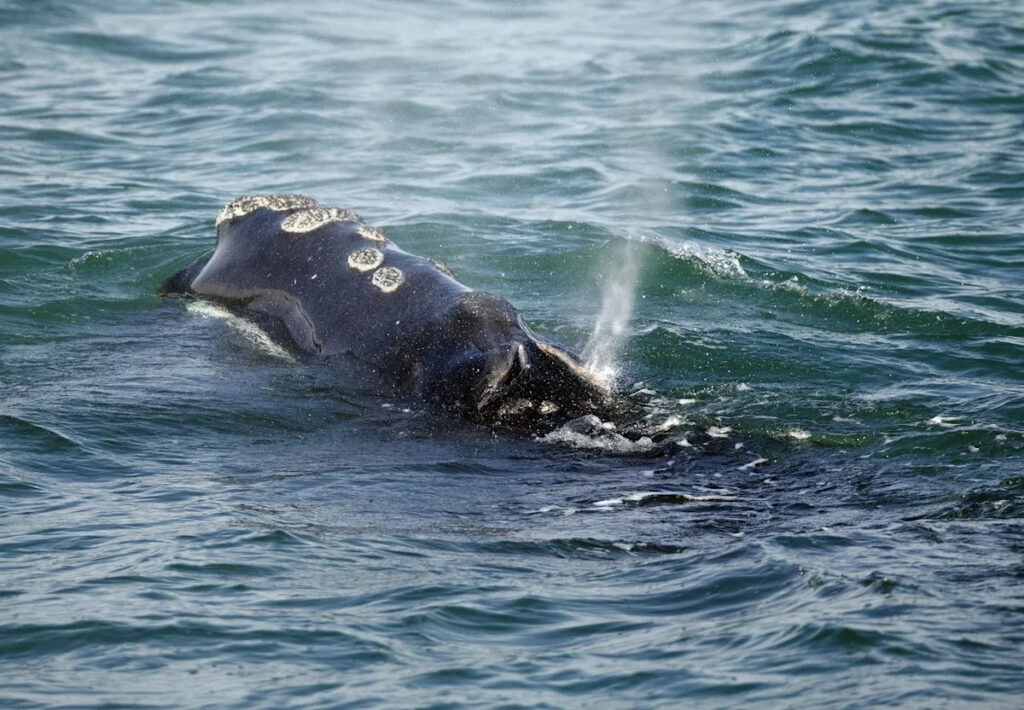 Endangered whales: U.S. proposal to change safety measure draws criticism from Canada Endangered whales: U.S. proposal to change safety measure draws criticism from Canada