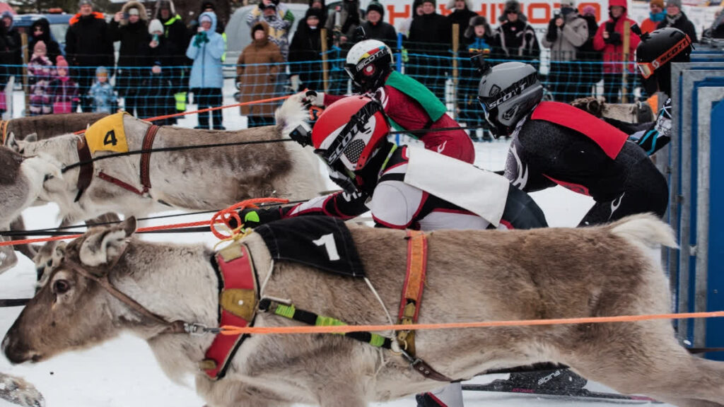Reindeer Sprint Across Frozen Lake During Salla Porocup Reindeer Racing Event In Finland Salla Porocup reindeer racing in Finland