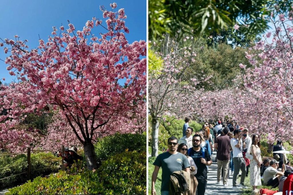 Cherry trees to hit peak bloom at San Diego’s Japanese Friendship Garden Cherry trees to hit peak bloom at San Diego's Japanese Friendship Garden