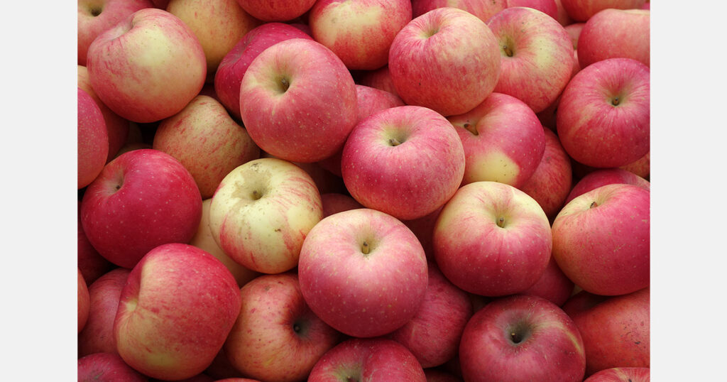 Belarusian apple producer harvests despite spring frosts and invests in new storage capacity Belarusian apple producer harvests despite spring frosts and invests in new storage capacity