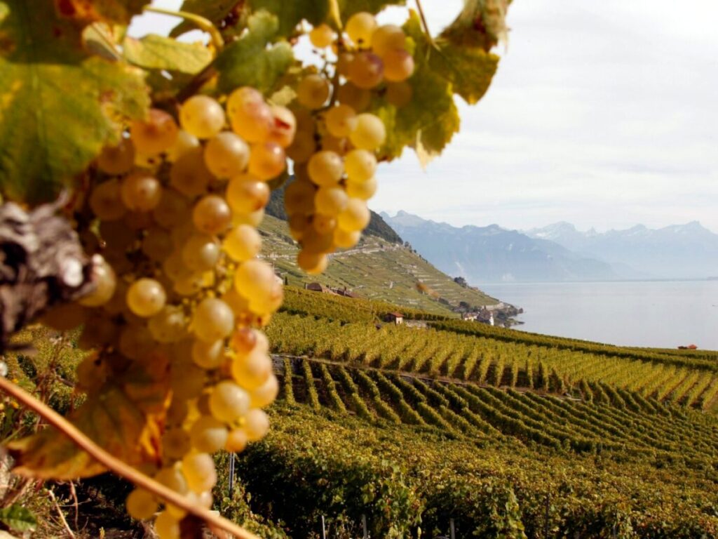 2025 judged an excellent year for Swiss wine