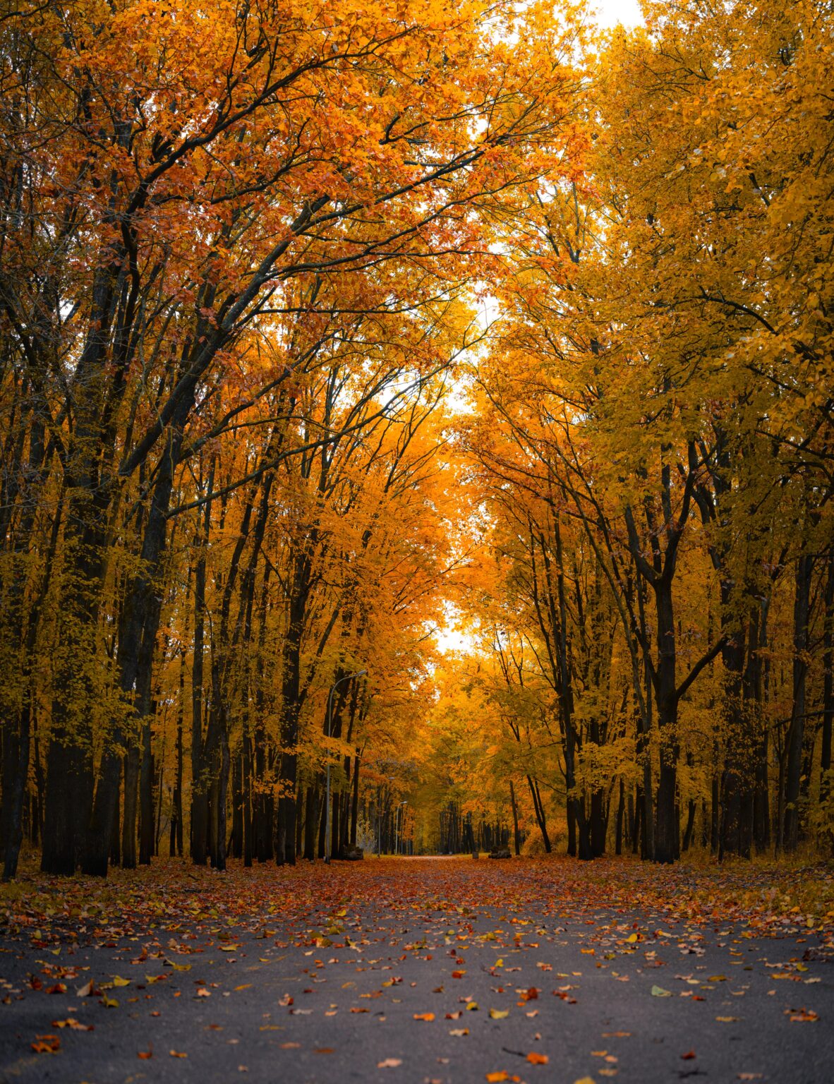 Autumn Colors Along a Quiet Forest Road