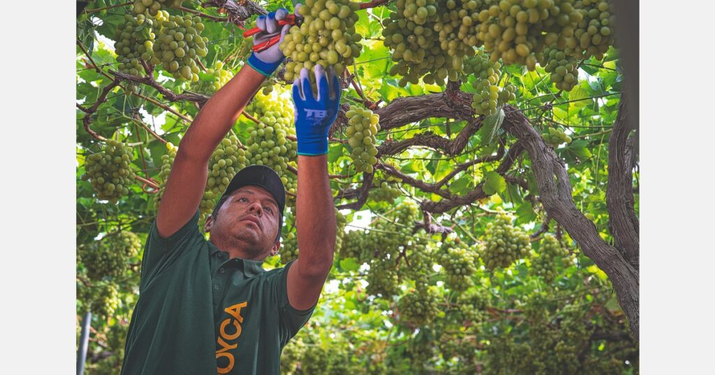 “Spain has made a significant leap forward in seedless grapes and has a bright future”