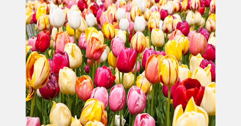 Flower imports remain dominant despite growth of domestic production