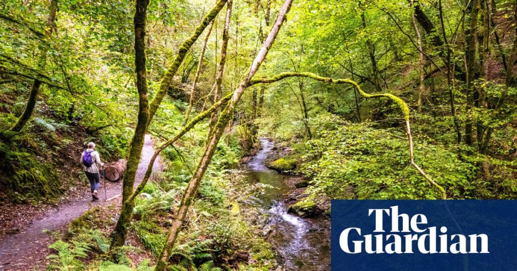 Nearly three-quarters of England’s woods inaccessible to public, study finds | Access to green space