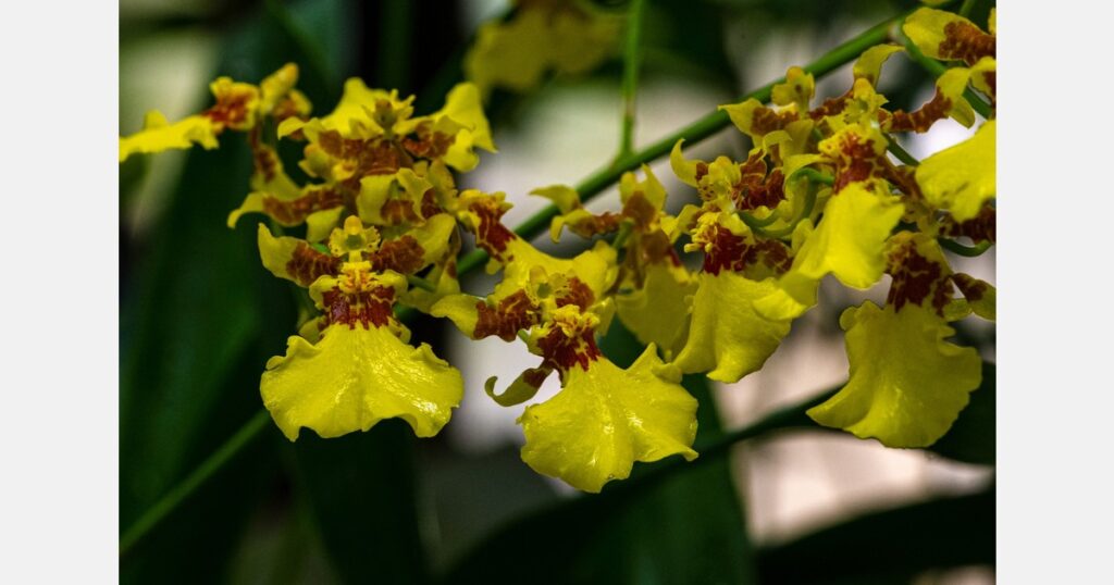 Taiwanese dancing-doll orchids big hit in Japan Taiwanese dancing-doll orchids big hit in Japan