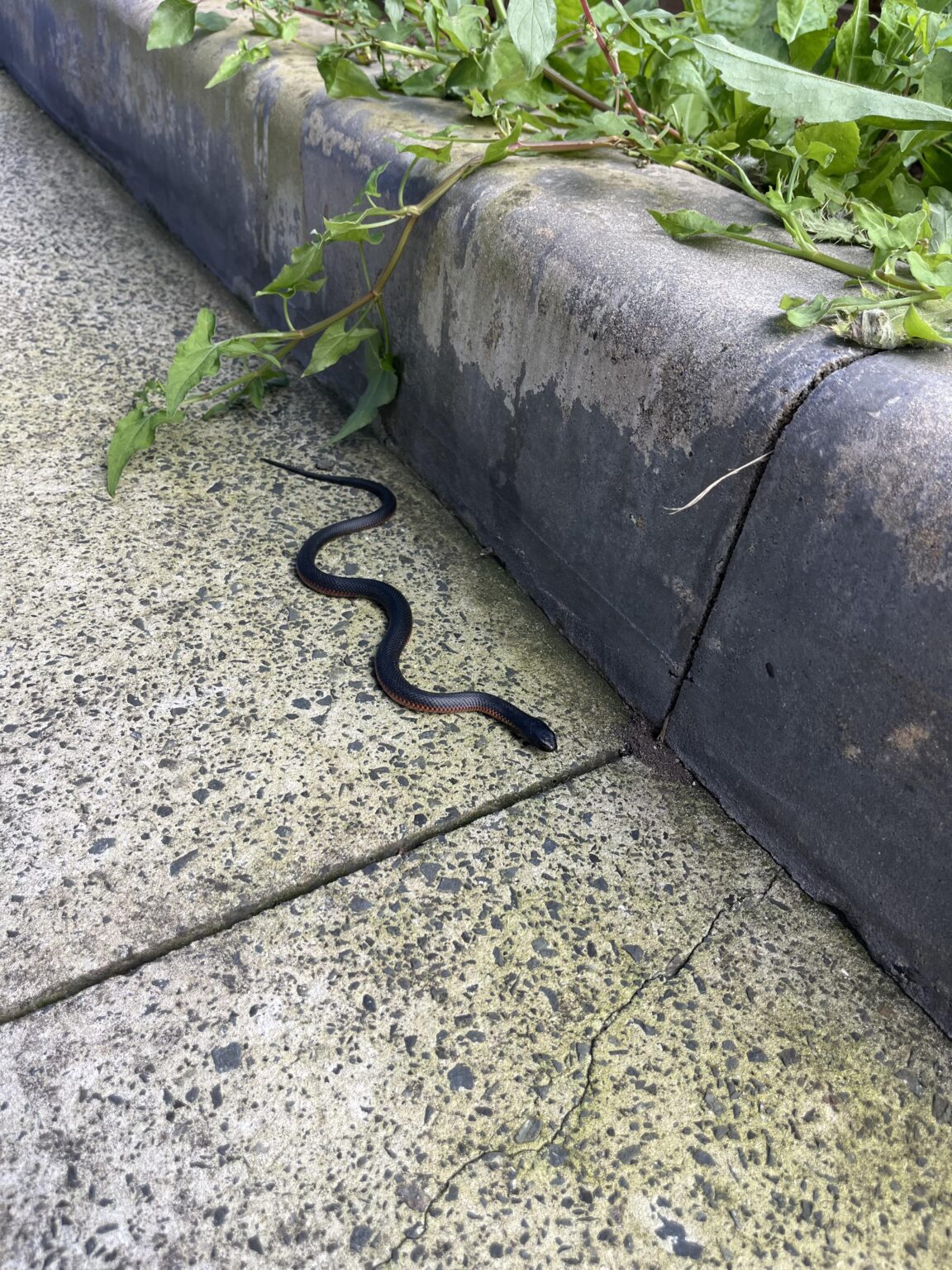 Interesting customer today (Snake warning)